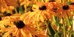 garten_frauenmantel